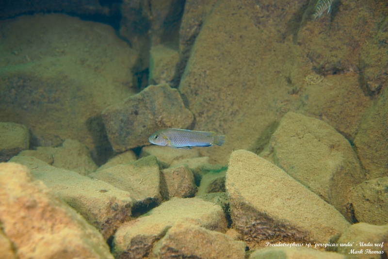 Pseudotropheus sp. 'perspicax tanzania' Undu Reef